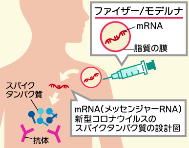 mRNAワクチン