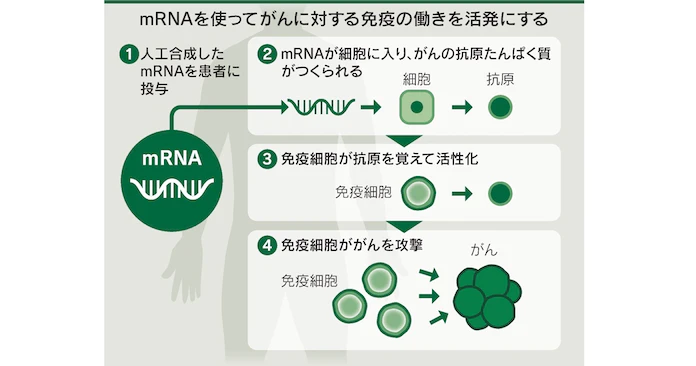 mRNAがん治療