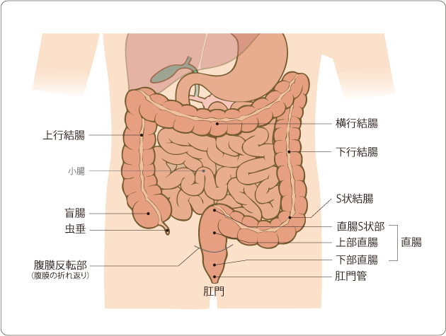 大腸（結腸・直腸）