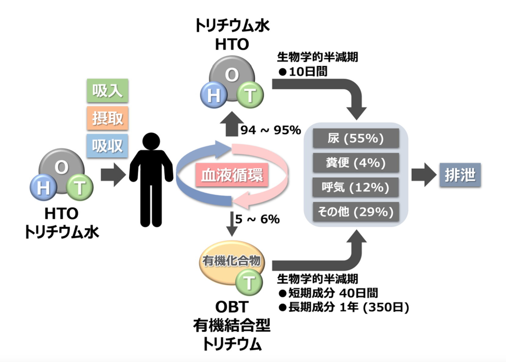 有機結合型トリチウムとは？