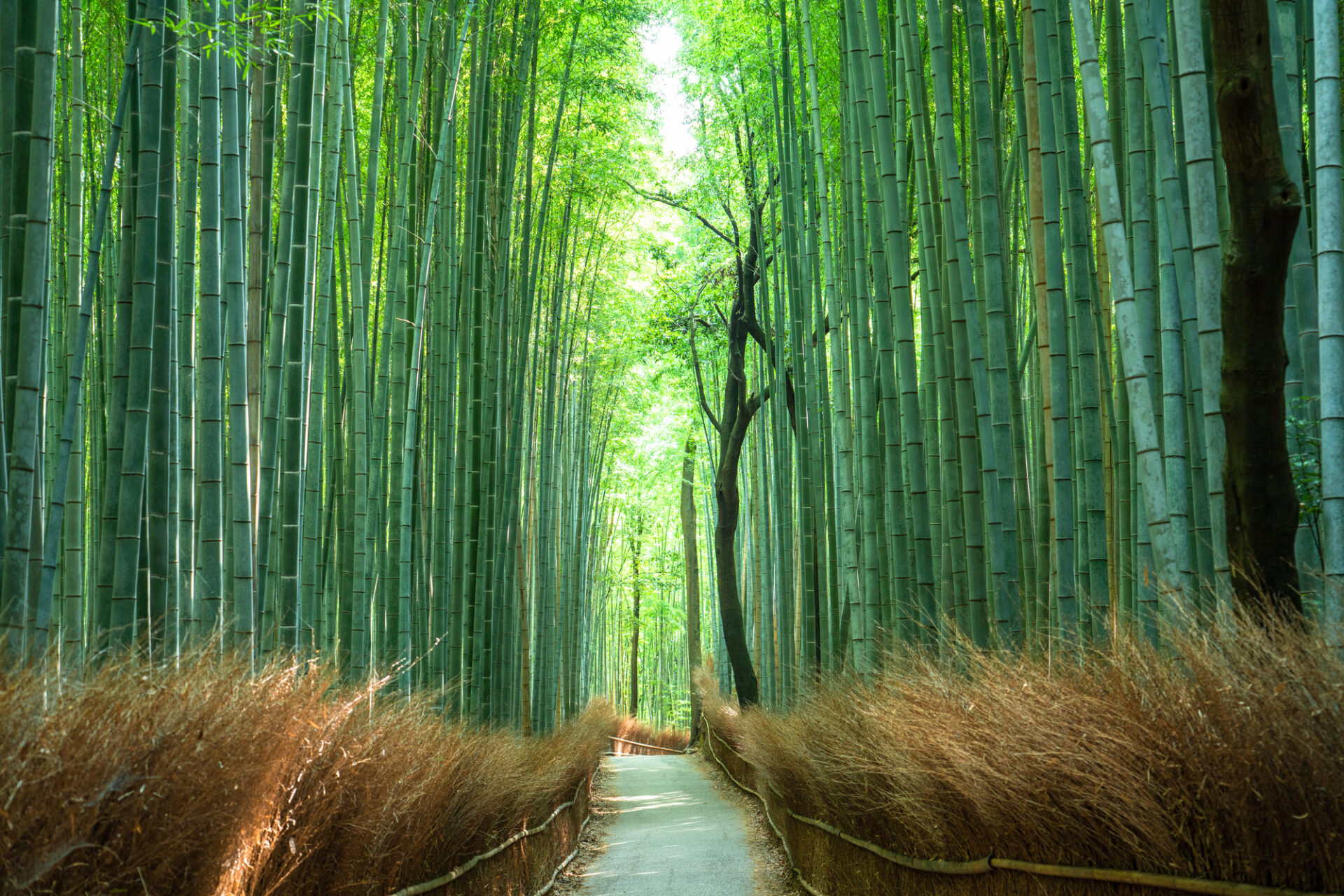 嵐山竹林の小径（京都・嵐山）